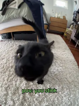 #cat #stinks