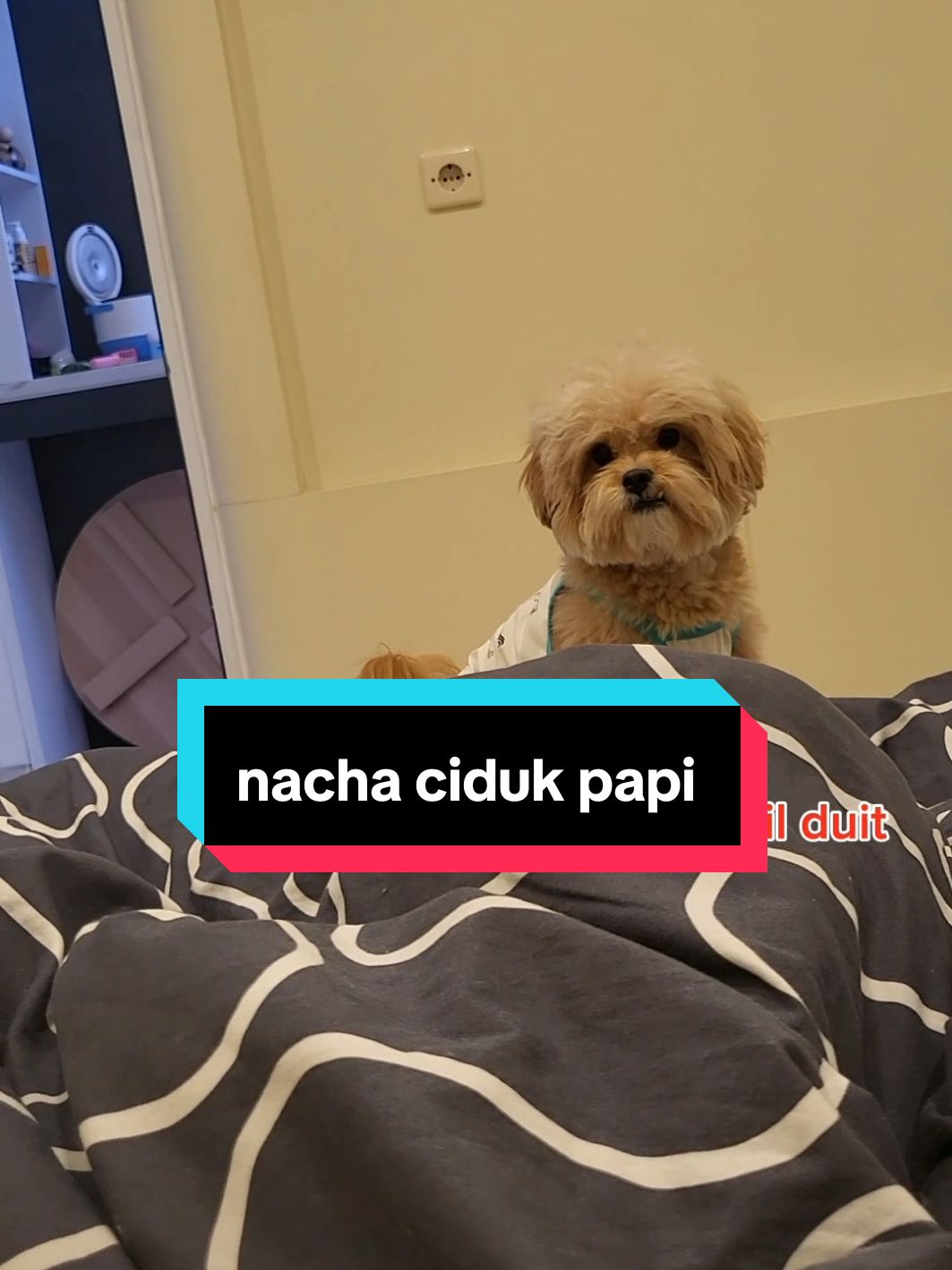 dia marah papi ambil duit mami kwkwkwkw #fyp #maltipoo #fypシ #nacha #reels #viral #smartdog #CapCut 