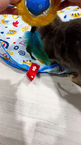 Toys that pets love to play with
