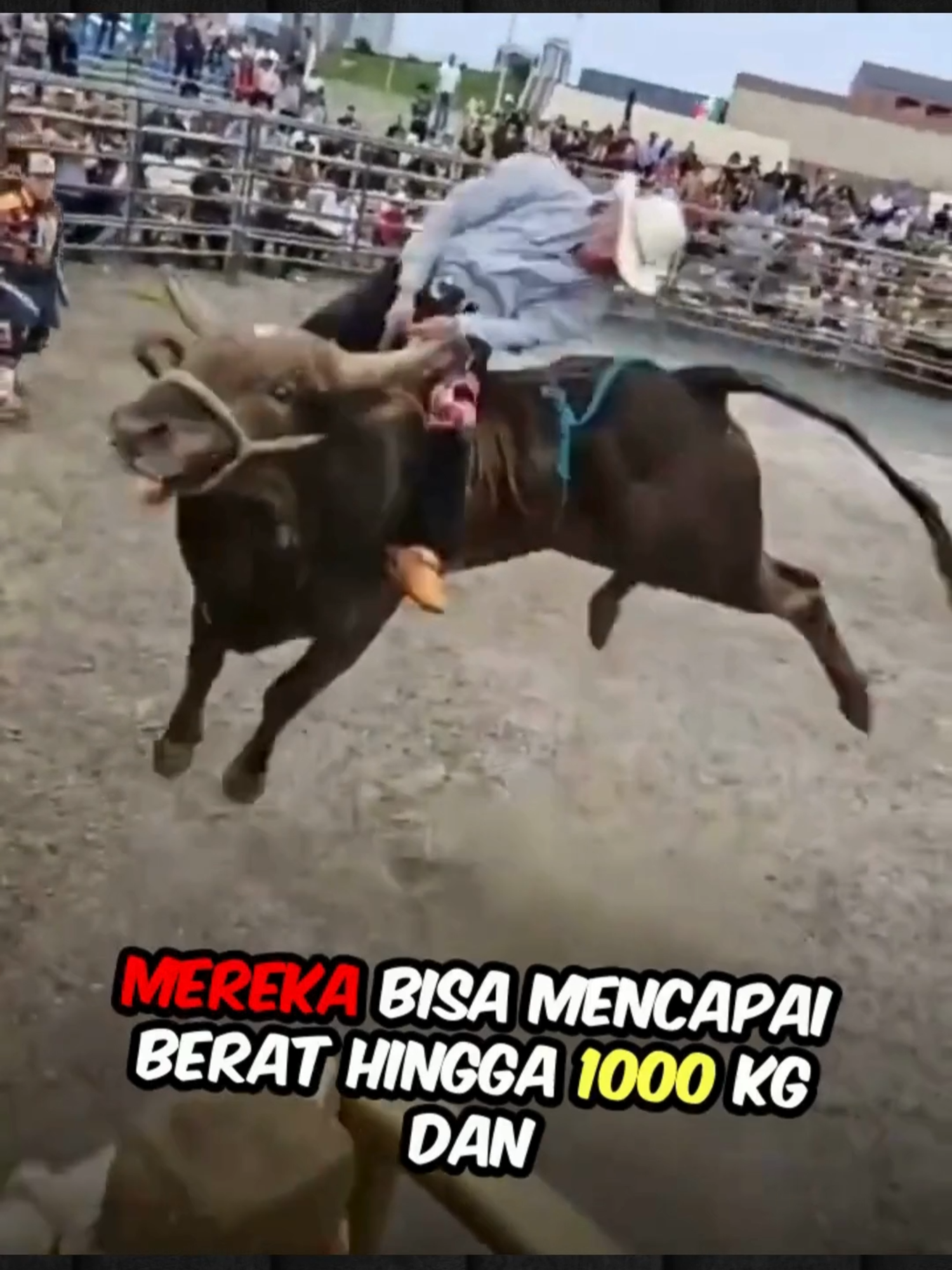 FAKTA UNIK BANTENG #fakta #faktaunik #faktamenarik #trending #hewan #hewanlucu #berandafyp #hewanunik #banteng #matador