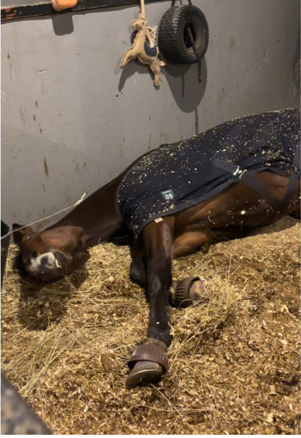 Inti vaknar från sin skönhetssömn😴 han är det gulligaste som finns🥹 #intisacc #thoroughbred #sleepinghorse #racehorse #ottb 