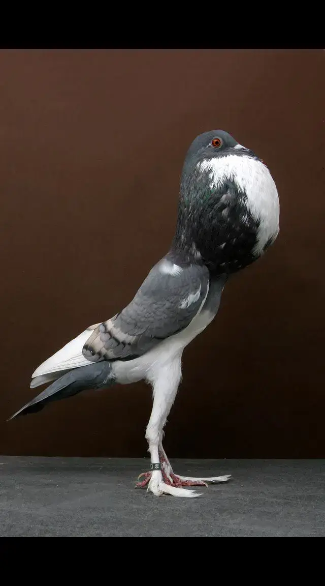 #fyp #sigma #pigeon 