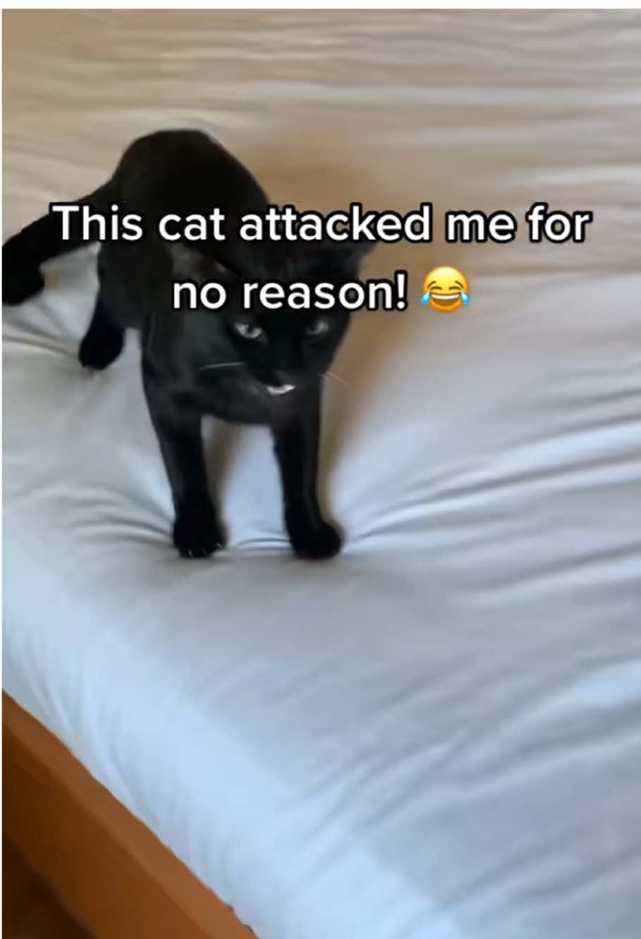 Fighting kittens#PetsOfTikTok #cat #funnycat #fight 