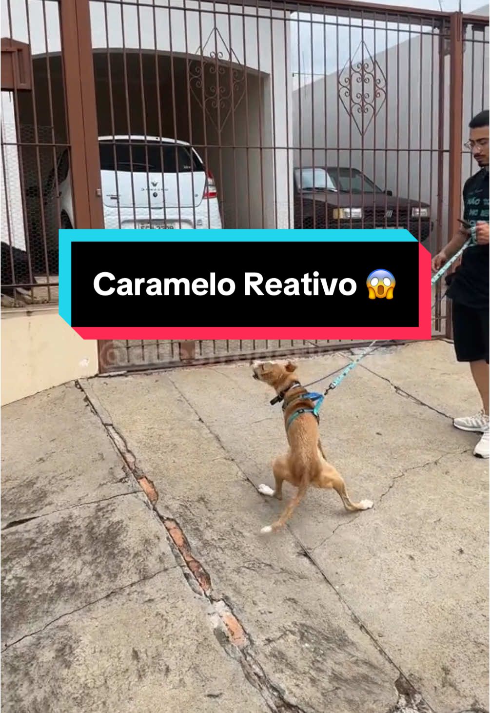 Seu cao reage para outros cães no portao? Comneta aqui 👇🏻 #cachorro #caes #adestramento #adestrador #filhote #colareletronico #srd #viralatacaramelo #reatividadecanina 