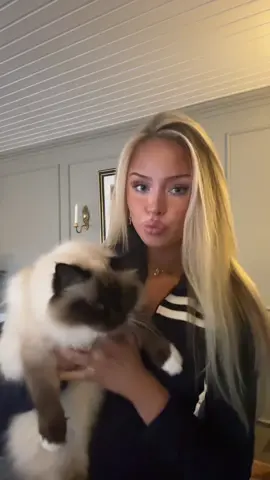 🐱mjau 