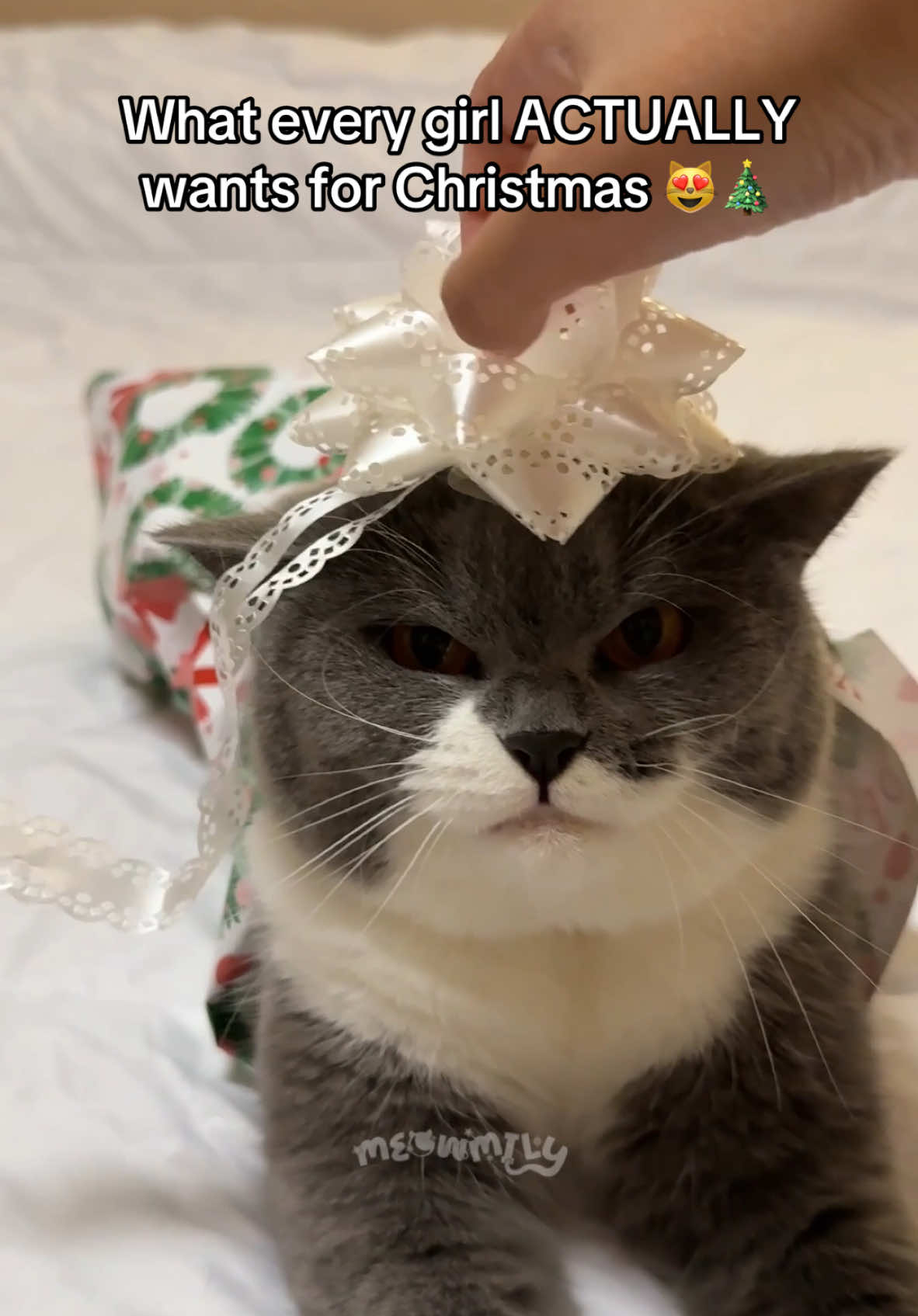 A feline version of themselves 😽🎁 #catsoftiktok #cattok #meowmily 