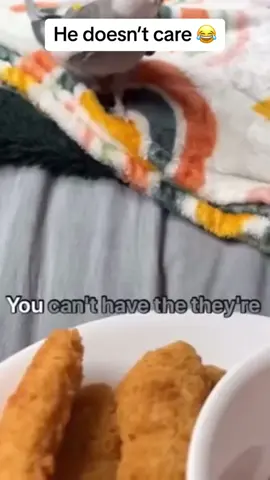 Parrot stealing food#parrot #foryou #fyp #loveparrot #fypシ 