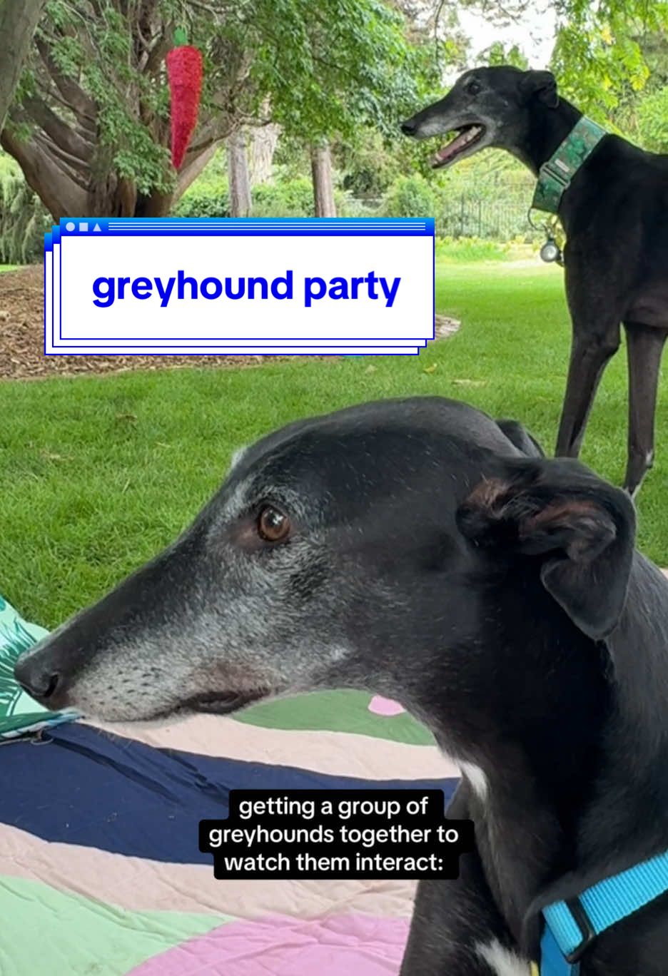 their software is still downloading 😌 #greyhounds #longdog #dogparty @Winnie Greyhound 🍯 