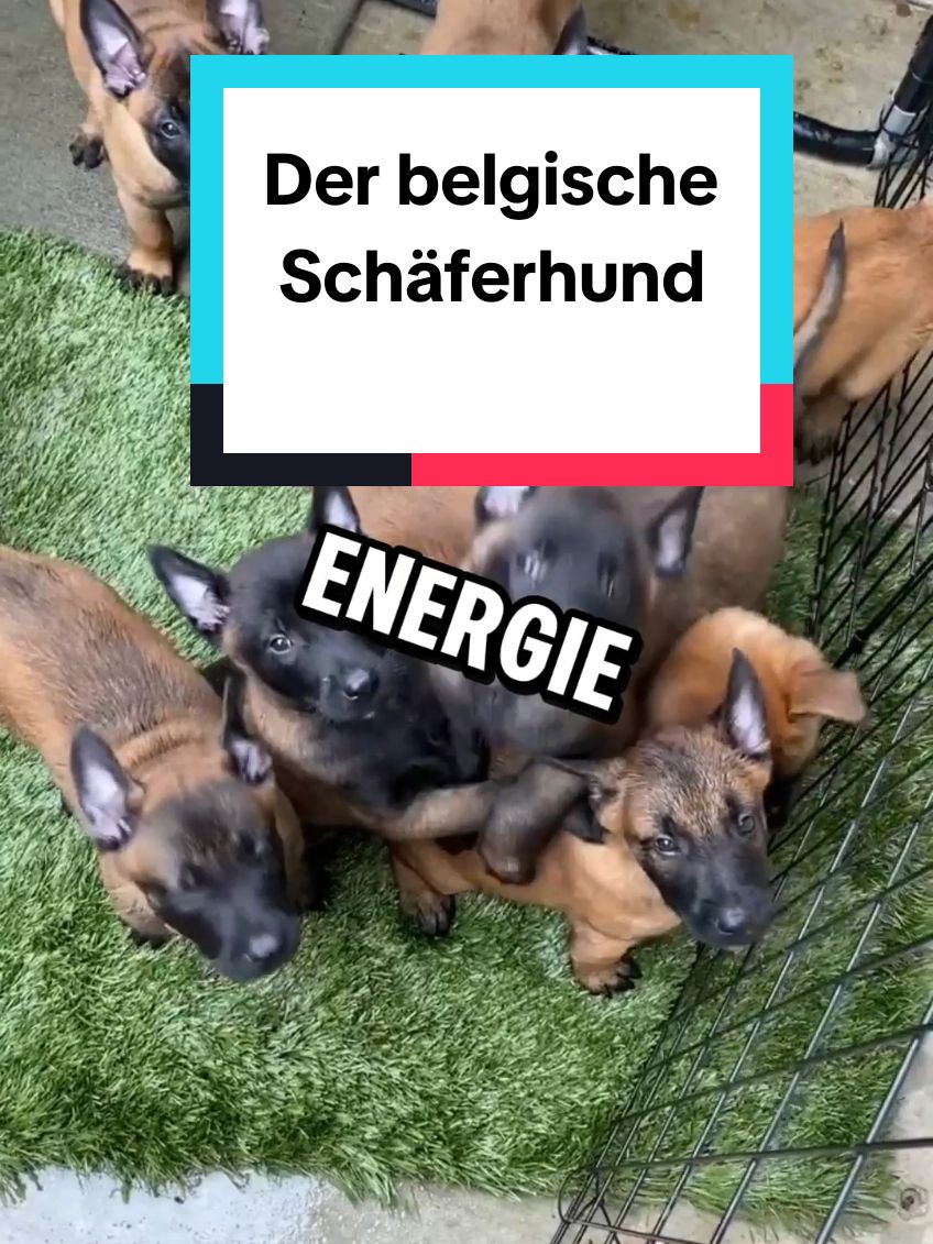 Der belgische Malinois: Der ultimative Superheld unter den Hunden! 💥🚀 Eine unendliche Energiequelle, ein Genie im Tarnanzug und immer bereit für die nächste Mission. Aber Achtung: Dieser Hund ist nichts für Couchpotatoes! 🐾 #malinois #hundeliebe #Schäferhund #mali 