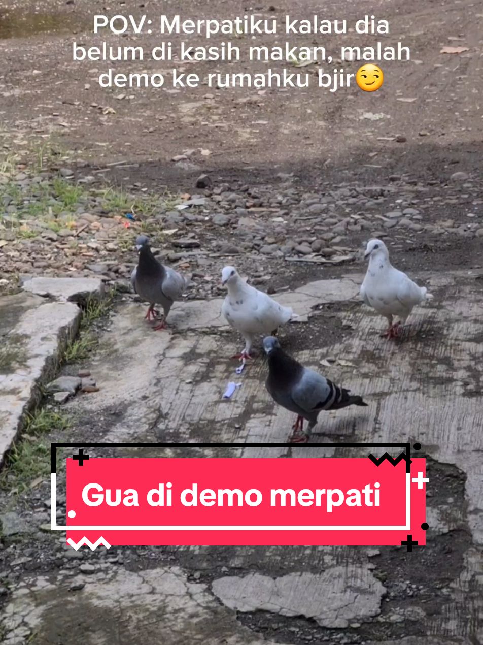 Merpati kalian gini gk sih?😅 #doro #merpati #merpatipos #burungdara #fyp #masukberanda #katakata 