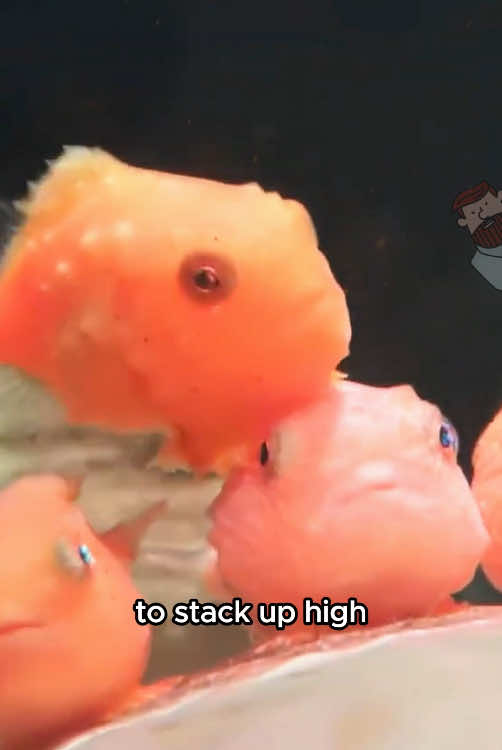 About Lumpsucker #fyp #fouryou #tiktokviral #animals #lumpsucker #fish 