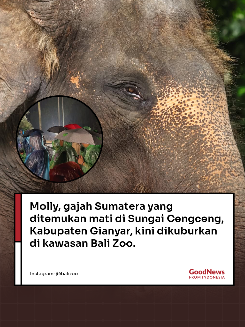 Molly, seekor gajah Sumatera berusia 45 tahun milik Bali Zoo ditemukan mati di Sungai Cengceng, Kabupaten Gianyar, Bali. Kini, Molly dikuburkan di kawasan Bali Zoo. Penguburan dilakukan oleh tim Bali Zoo bersama dengan BKSDA Bali, dengan menyediakan lubang kubur sedalaman 2,5 m dan lebar 3,5 m. Dalam proses penguburan, dilakukan upacara khas Bali sebagai doa dan penghormatan terakhir. Molly dilaporkan terseret arus aliran Sungai Wos hingga ke Sungai Cengceng, saat menjelajahi lingkungan serta menjalani stimulus mental dan fisik yang telah menjadi rutinitas. Molly hanyut ketika menyeberangi sungai untuk kembali ke kandangnya. Tak sendiri, Molly bersama dengan seekor gajah betina lainnya bernama Tina dan dikawal 2 pawang. Tubuh Molly yang berbobot sekitar 2,5 ton tersebut, ditemukan pada Selasa pagi sekitar pukul 06.30 WITA dengan jarak 2,8 kilometer dari titik awal yakni di pinggir aliran sungai area lembaga konservasi Bali Zoo. Molly, dikenal sebagai gajah yang penyayang serta memiliki sifat baik dan lembut bagi sekitarnya. #gnfi #gnfinfo #goodnewsfromindonesia #makintahuindonesia #indonesia