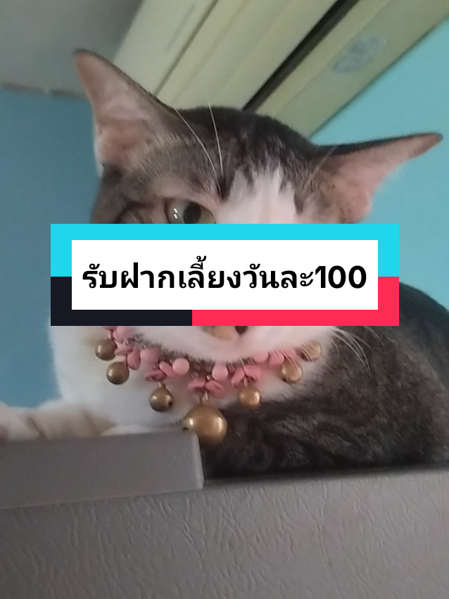 #LearnOnTikTok คุณลูกค้าใช้เก่งมากกกก#จําหน่ายบราแวคโต้ของแท้เจ้าแรก #TikTokUni #tiktoker #บ้านหมาน้อยรับฝากเลี้ยงวันละ100 #baanmanoy 