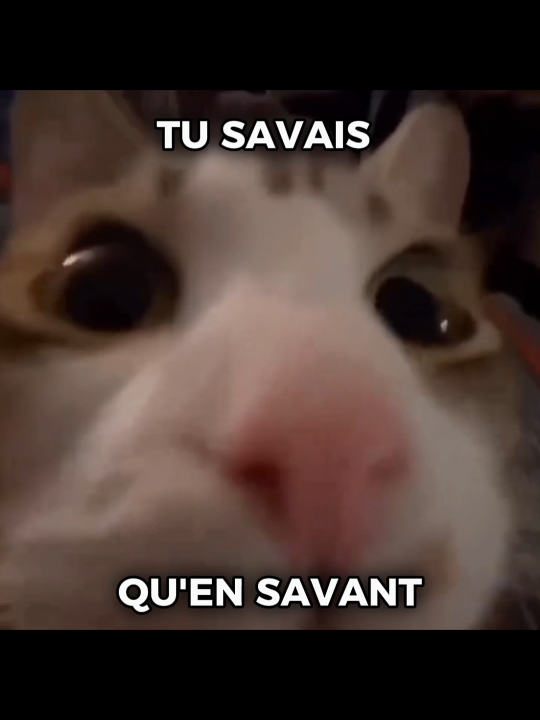 avant savant Tu savais qu'en savait on pouvait euhhh savoir ? Oh oui alors j'aimerais savoir ton euhh savant. C'est pour ça que le philosophe savon avait savez vous avant savant. #pourtoi #brainrot #humour #cats #memes 