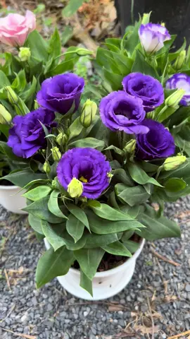 กุหลาบเวียดนาม ไลเซนทัส (ตัวแคระ)Lisianthus ไลเซียนทัส กุหลาบไร้หนาม ไม้ดอก ไม้ประดับ ##ไลเซนทัส##กุหลาบเวียดนาม##ไม้ดอก##สวน##กระถางต้นไม้##ภัชชาการ์เด้น