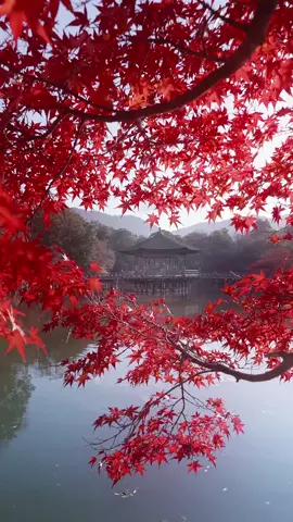 死ぬまでに行きたい奈良の絶景 Autumn Colors in Nara 🍁 beautiful place in japan🇯🇵 📷 @miya.snap00 📍 Locations • Ukimido • Hasedera Temple • Okadera Temple • Kasuga Taisha Shrine • Mizutani Chaya • Muroji Temple • Tsubosaka Temple Special Thanks: @7e_backs.0814 #奈良紅葉 #japantravel