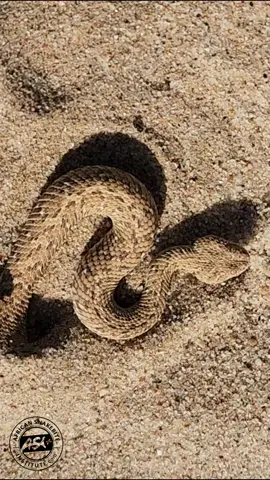 King of the Deserts - the Sidewinder. A Péringuey's Adder (Bitis peringueyi) buries into soft desert sand to avoid the heat of the day and wait in ambush for passing lizards.  More info here: https://www.africansnakebiteinstitute.com/snake/peringueys-adder/ #snake #venomous #africa #wildlife #reptiles #viper #Bitis