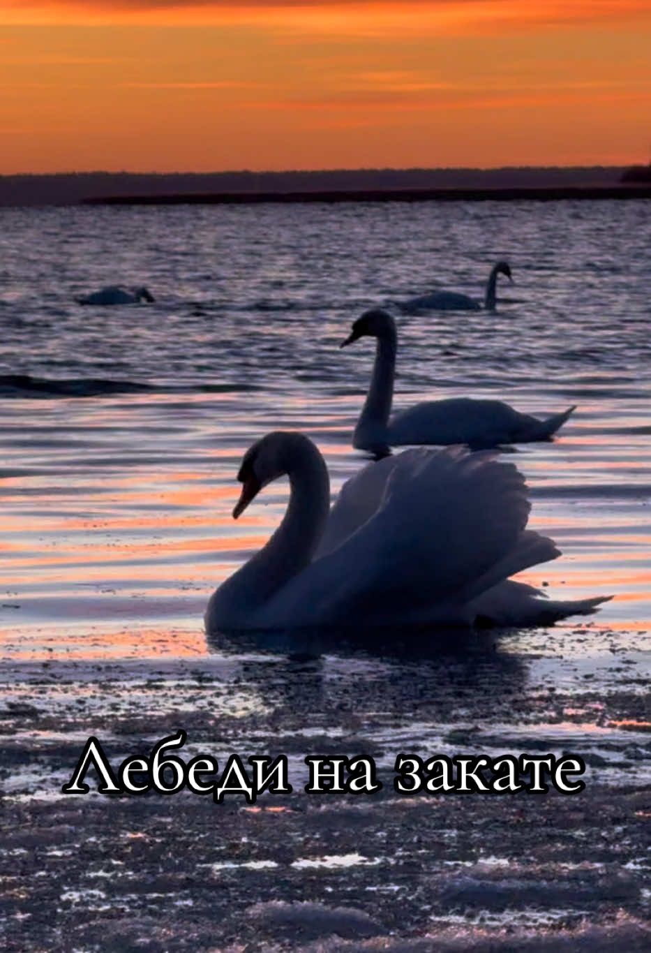 Лебеди на закате на озере Нарочь. Релакс видео.  #лебедь #милоевидео #swan #лебеди #swans #закат #нарочь 