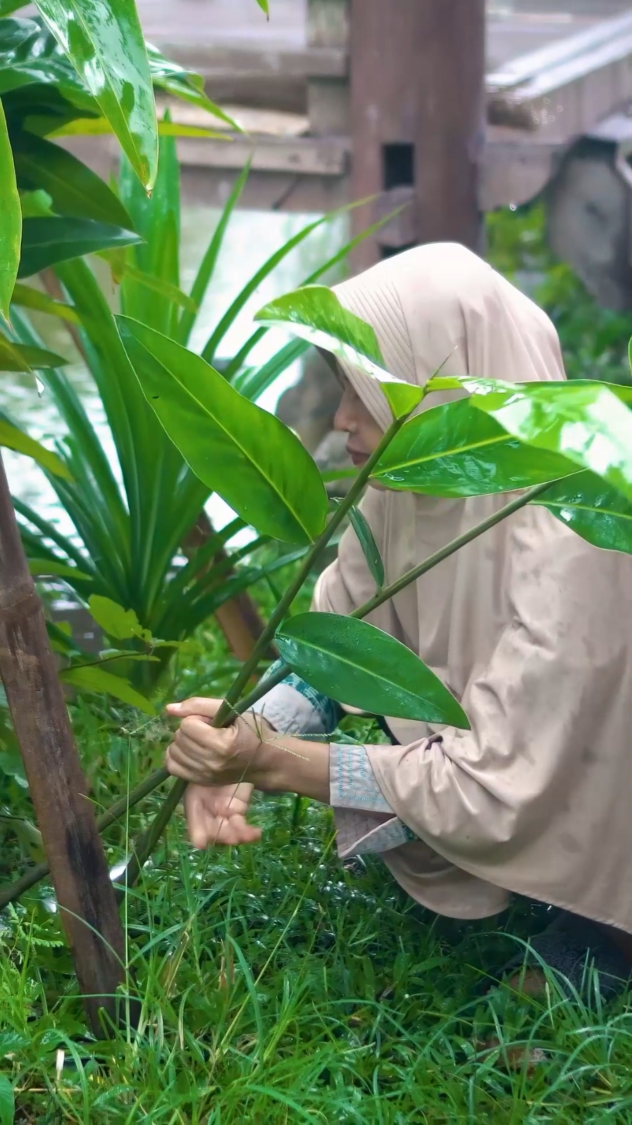 Mbedol Lengkuas di Kebun | Masak Pepes Telur, Tumis Selada Toge, dan Pudding Ubi Ungu | Kampung Halaman