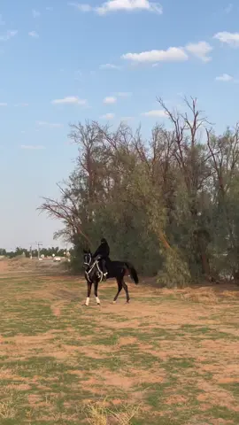 ماشاءالله🖤#اكسبلور #ماشاءالله_تبارك_الله #خيل_وخياله🐎 #فروسية #ترند #foryou #foryoupage #fyp 