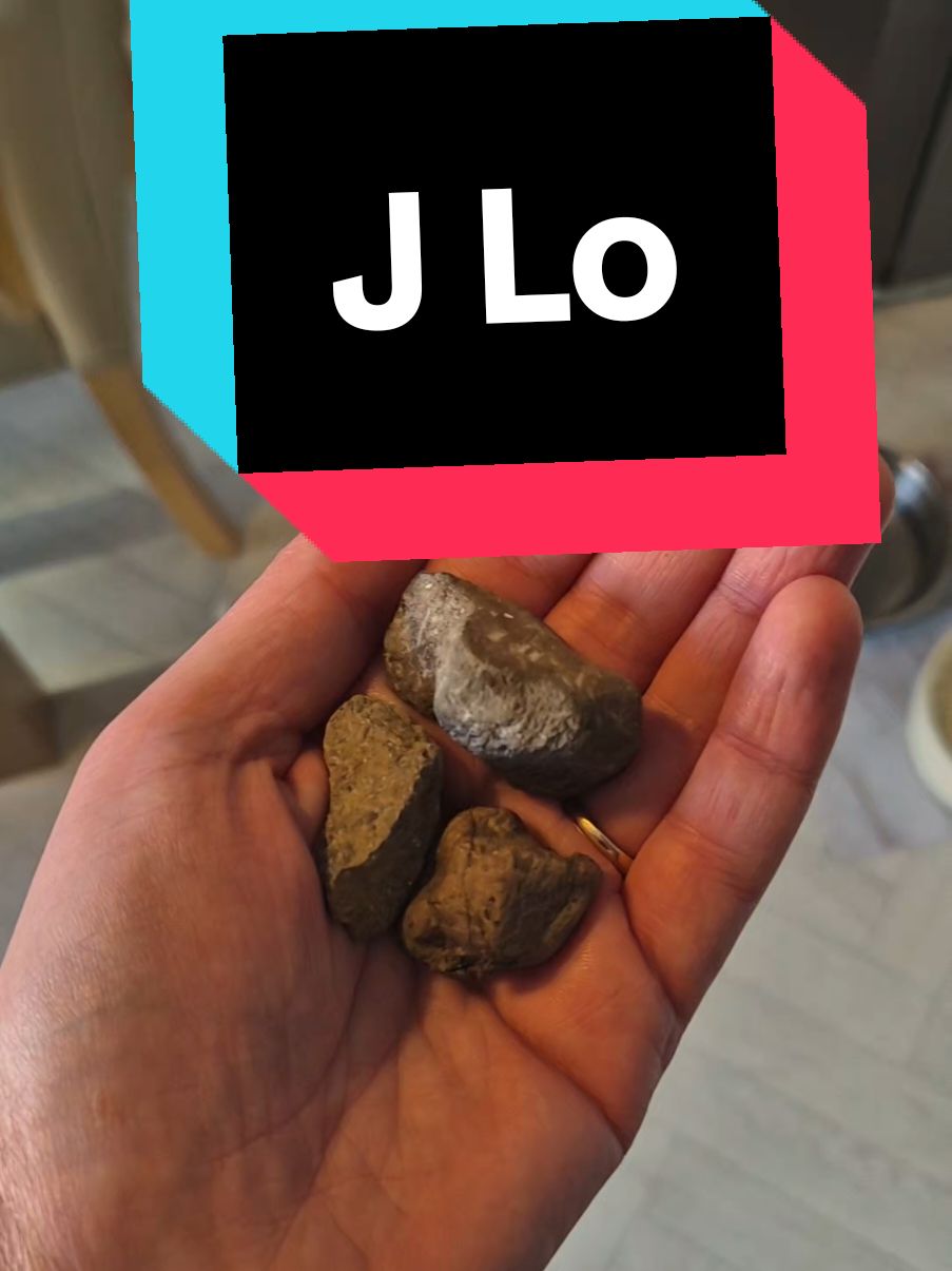 Thank god I spent all that money on dog toys and dental chews when she's perfectly happy just chewing rocks. Every time we go outside she brings a rock back. Every time! #jlo #jenniferlopez #jennyfromtheblock #dog #puppy #dogsoftiktok #joke #funny 