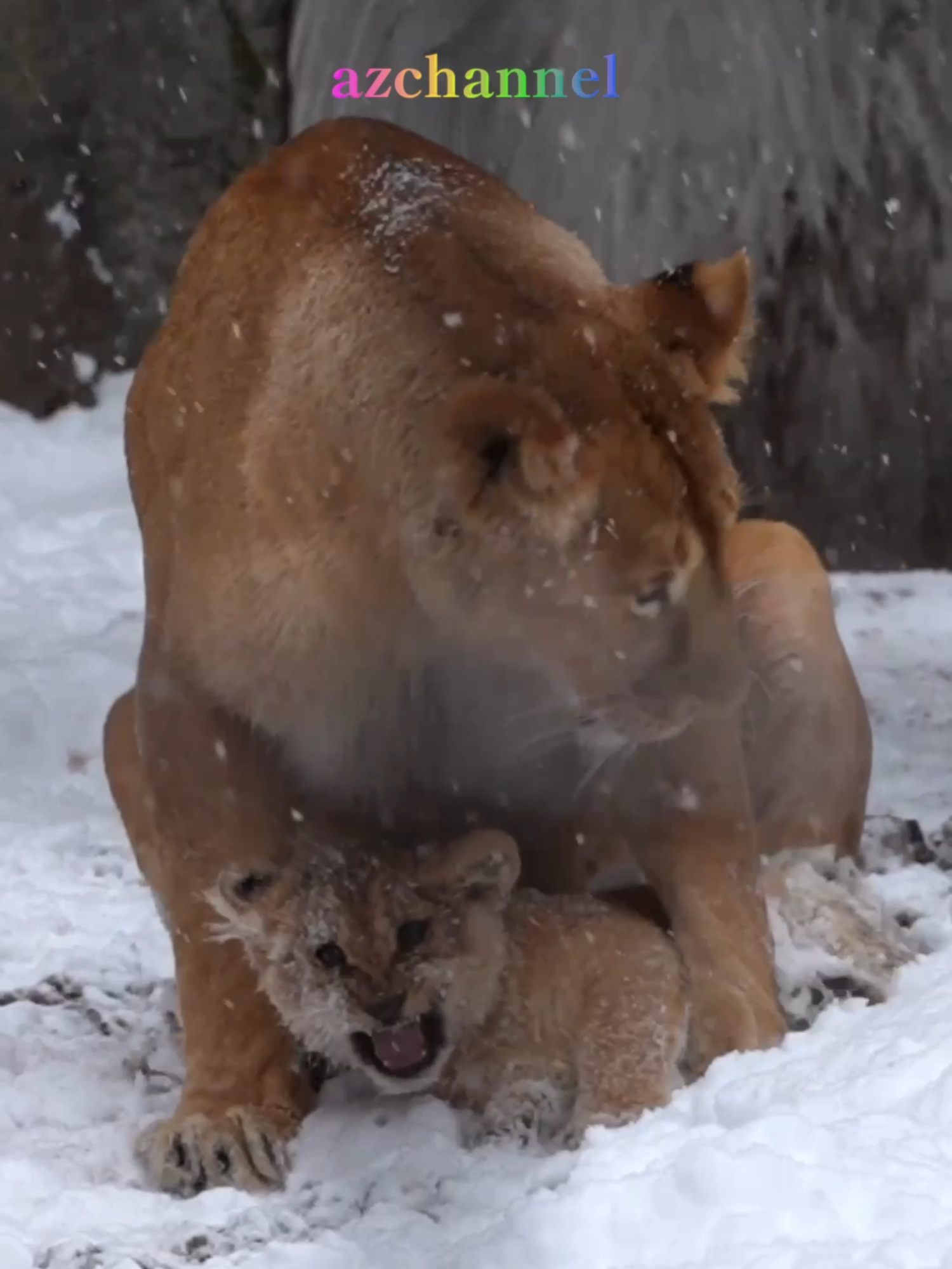 フウ🎈とママゴン👀Mom pounces on her daughter like a playful monster!. #shorts #lion #baby