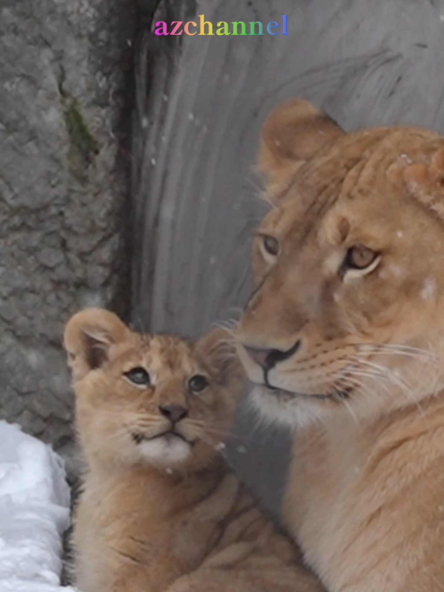 ママにうっとり！❤️Mom will clean it up for you.#shorts #lion #baby