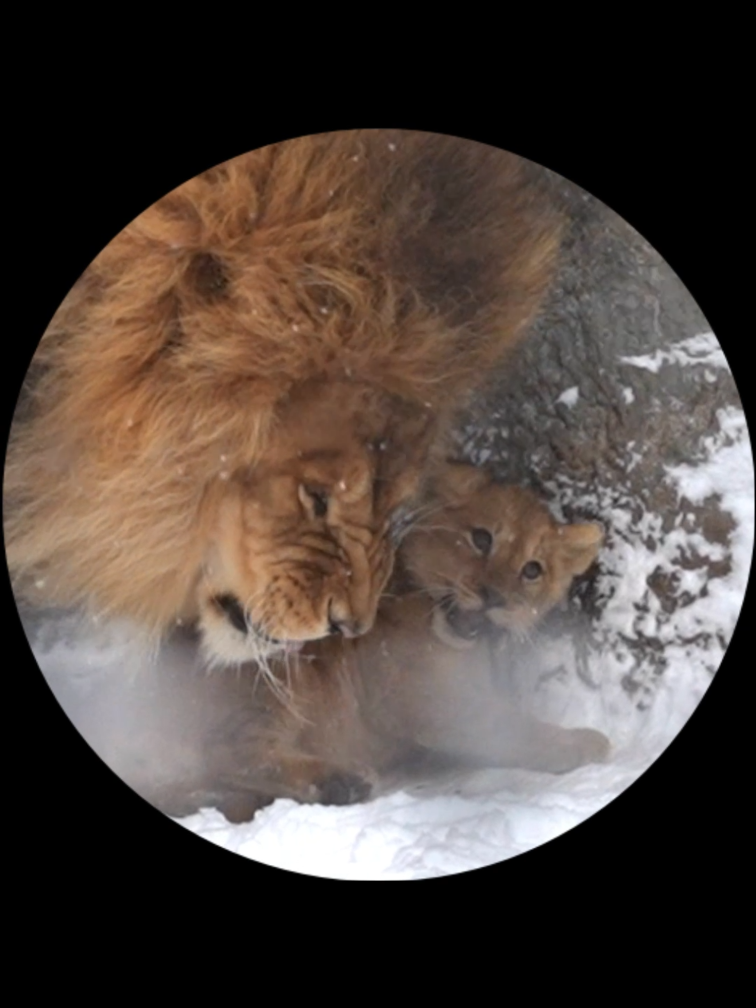 優しいパパ🧡My daddy is so sweet! #shorts #lion #baby