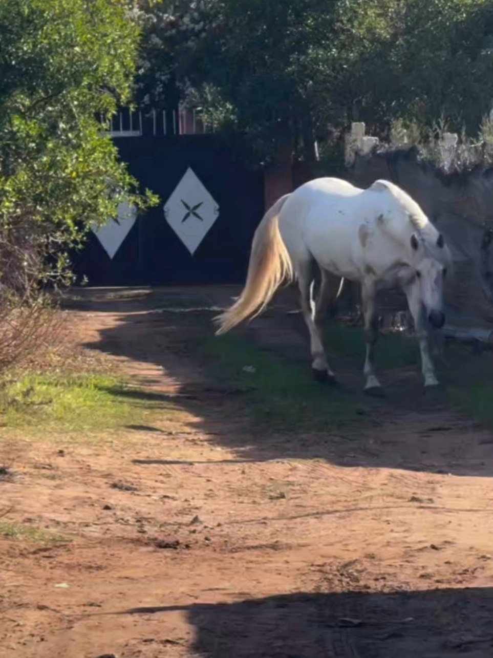 #خيالة #سوڨري #خيل_وخياله🐎 #سلعة_وسومة_مرحبا_بيكم❤️😍 #تيارتية_و_نموووت_عليكم___قانون🥺❤️ #تيارتيات_همة_وشان🇩🇿♥️💎 #جزائر ###شعب_الصيني_ماله_حل😂😂 #تيارتية_و_نموووت_عليكم___قانون #تيارتي #خيالة 