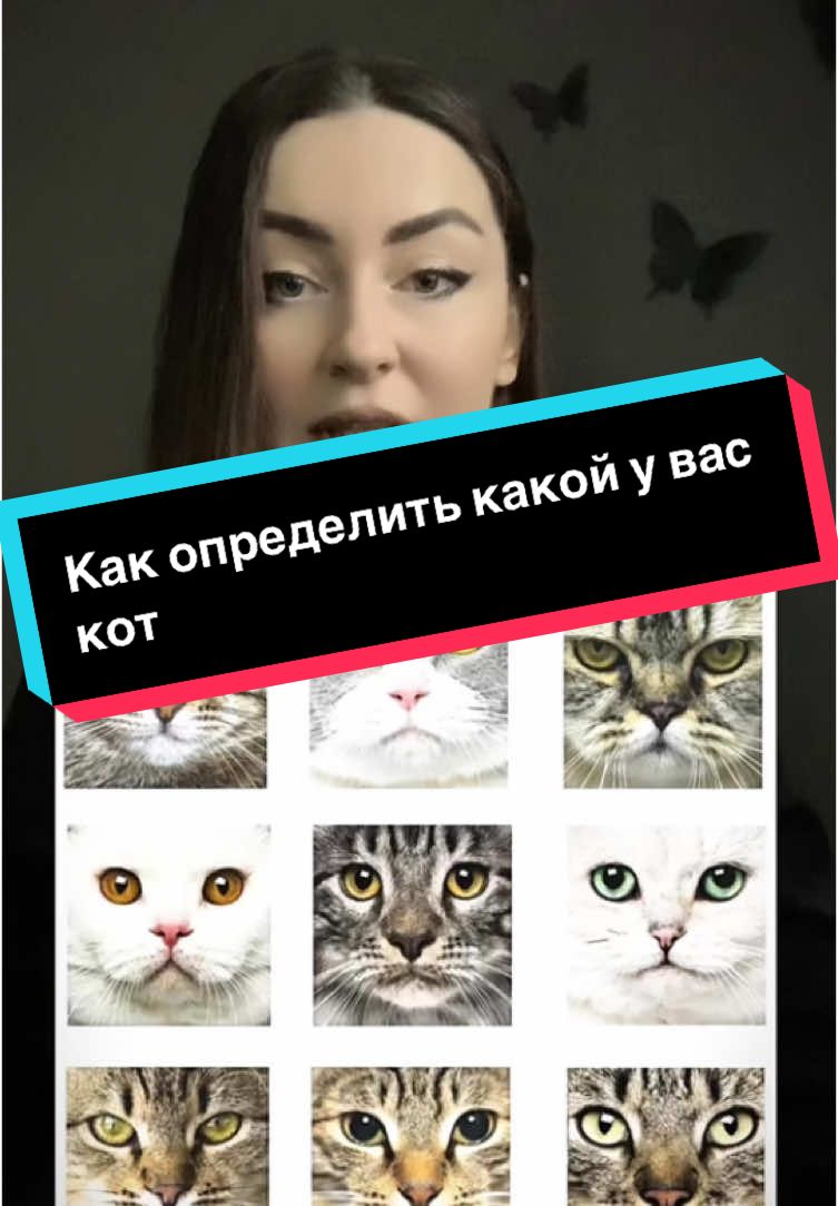 #реальнаяистория#коты 