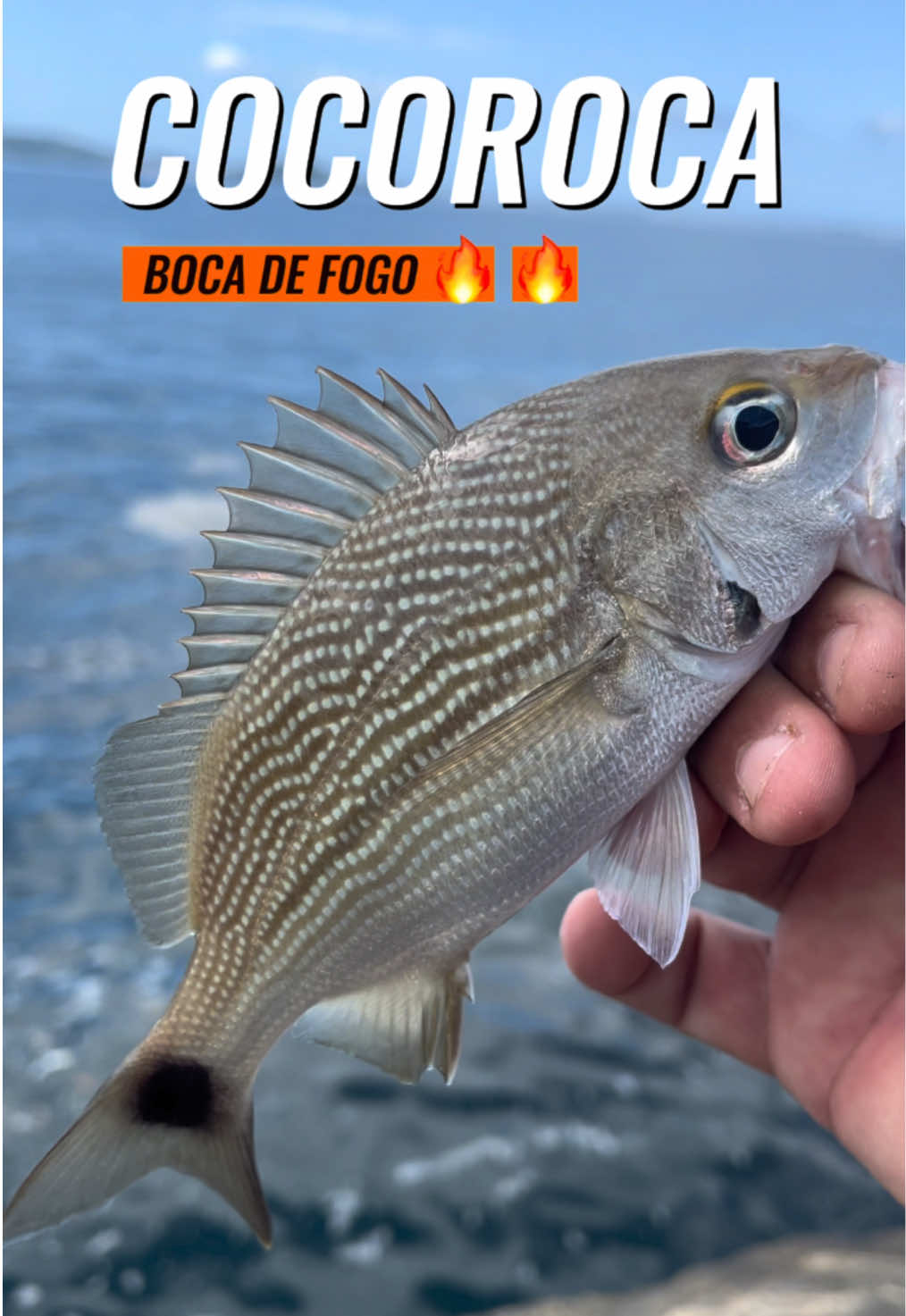 QUE PINTURA ESSE PEIXE! #pescaria #pesca #fish #fishing #peixe #tiktokviral #tik_tok #cabofrio #fishinglife #ocean #rockfishing #iscaartificial #riodejaneiro #tiktokbrasil #isca 