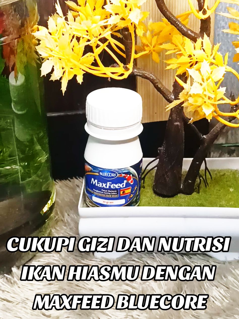 maxfeed bluecore adalah pakan untuk burayak dan ikan hias dengan kabdungan gizi dan vitamin tinggi harga ekonomis.  #pakanikanhias #pakanburayak #vitaminikan #maxfeed #bluecore #fyptrending 