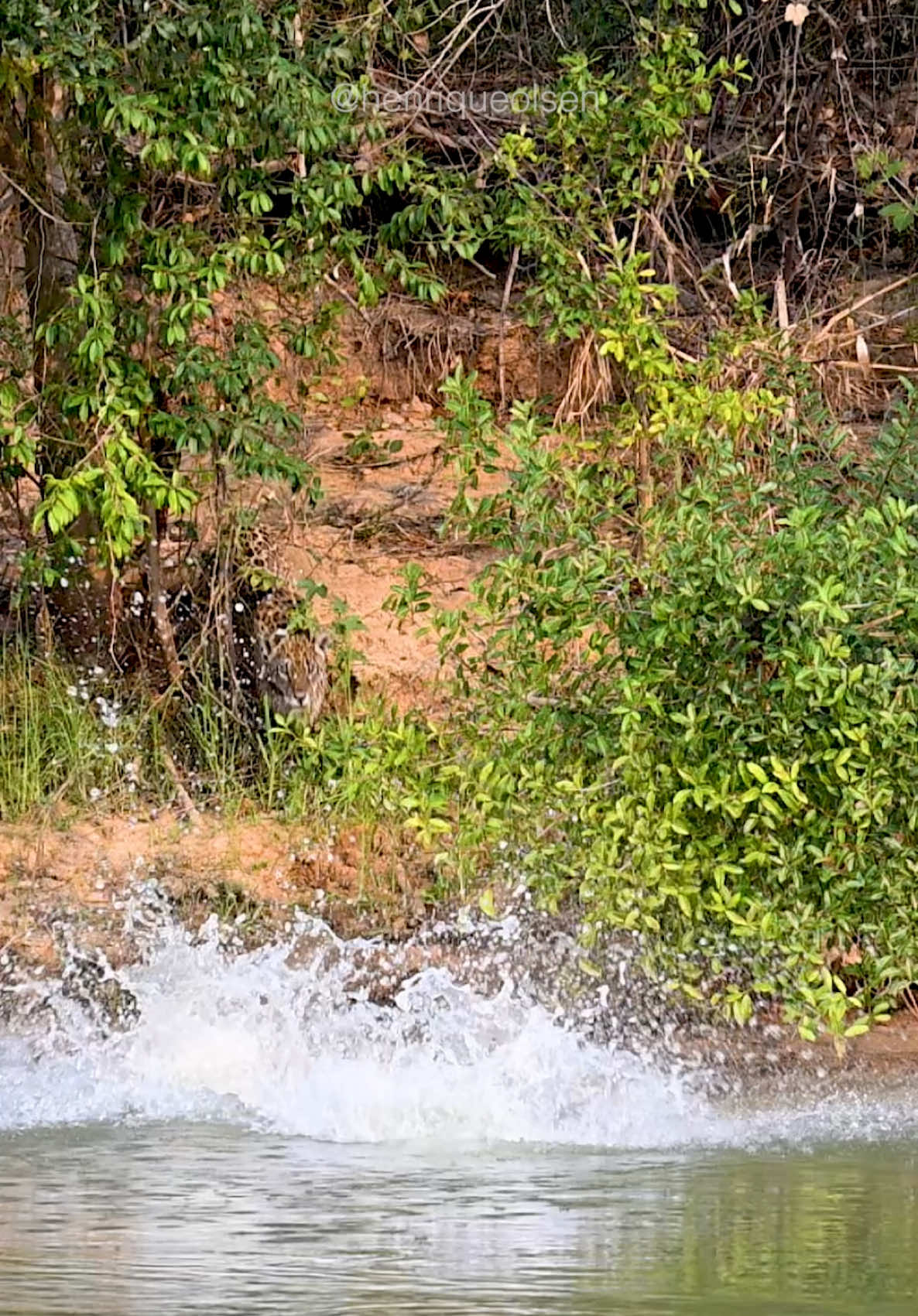 Not every hunt ends in success, even for the queen jaguar. 🐆 In just 7 seconds, this video captures a intense moment of a jaguar attempting to hunt capybaras. Filming predation is far from easy, it requires days (or even weeks/months) in the field, deep knowledge of the animal’s habitat, and a bit of luck. These moments remind us of the delicate balance of nature and the effort it takes to witness them. • #bigcatsofinstagram #pantanal #jaguars #earthpix #wildlifephotography #animalplanet #phototravel #phototour #visitbrasil #wildlifevideos #natgeo 