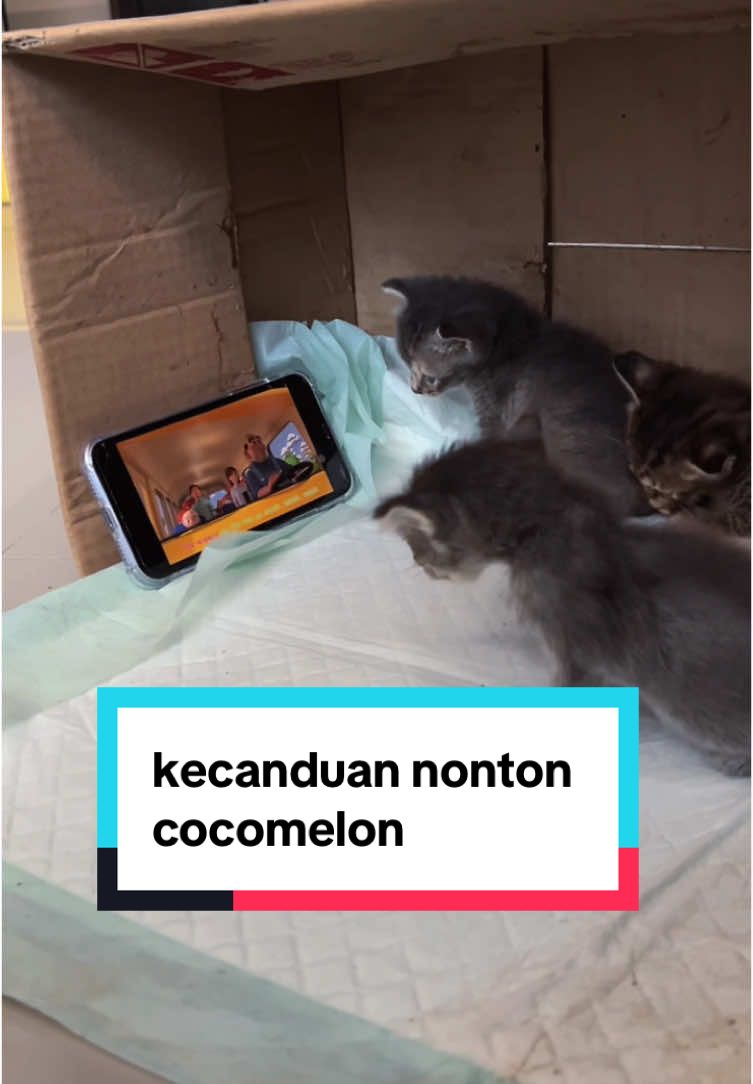 Inilah bun anak kalo sudah di kasih HP,kerjaannya nonton mulu buat bunda bunda tolong perhatikan ya anaknya jangan sampe kayak anak saya🤭  #kitten #anakkucing #pencintahewan #lucu 