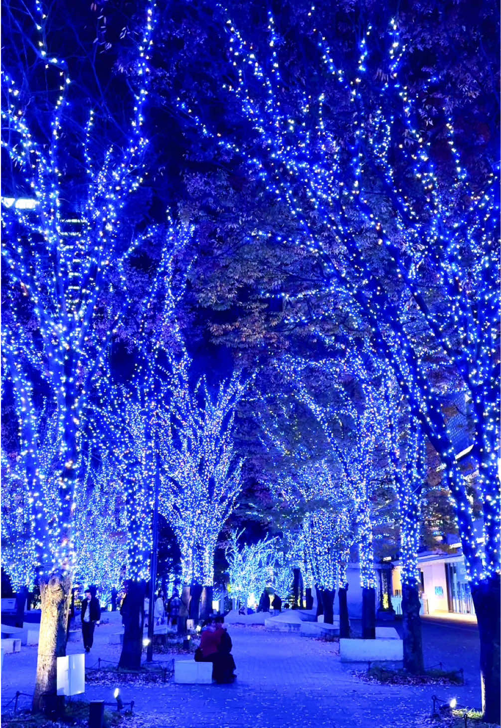 Yokohama’s largest illumination, “Yokohama Milight” is held every winter✨ It covers 1.5 km from Yokohama Station’s east exit to the Grand Mall Park. The highlight is the stunning blue illuminations in Grand Mall Park. 今年もヨコハマミライト開催中です✨特にみなとみらいのグランモール公園の青いイルミネーションは必見です！ 📍 Yokohama, Kanagawa🇯🇵 🗓️ Nov. 9, 2024 - Feb. 9, 2025 🕓 16:00-23:00 #illumination #explorejapan #japantrip #japanphotography #yokohama #みなとみらい #ヨコハマミライト