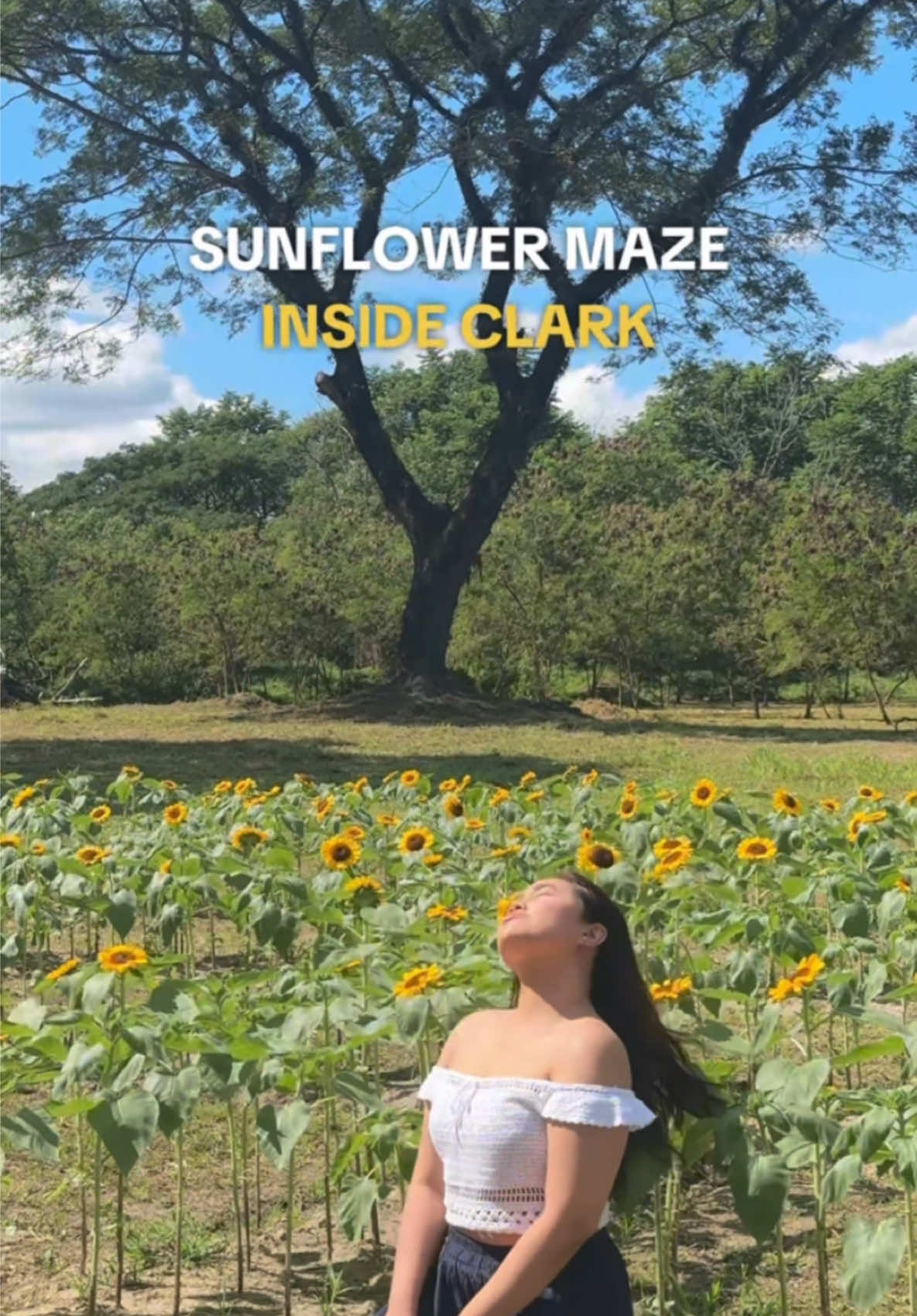 🌻 Sunflower Maze & Picking 🎄 Christmas Decors and Food Bazaar 🌟 📍 Filinvest Mimosa Plus, Clark 🗺️ New Events Ground, Country Club Drive 🗓️ December 20 to 22, 2024 🕛 4pm to 6pm FB: Filinvest Mimosa+ Leisure City IG: @filinvestmimosaplus #FilinvestMimosaPlusChristmas #ChristmasInPampanga #ClarkChristmas #SunflowerField #SunflowerPicking #Clark #Pampanga #DateIdea #DateSpot #CherishEveryMomentofChristmas