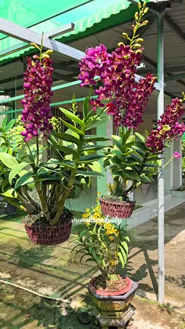 VDA không chớp vẫn đẹp từ hoa đến thân thủ  #vda #vuonlannhaty #sampared #hoalandep #orchid #biquyetxaykenh79 #chamsochoalan #nongnghiep #tet2025 #dendro 