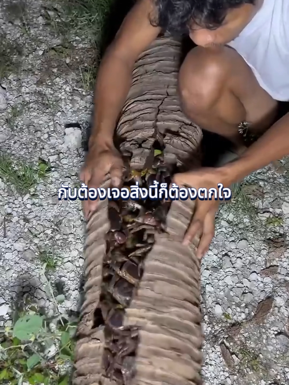 ในลำต้นมะพร้าวมีปูเต็มเลย! #เล่าเรื่อง #น่าทึ่ง #ปู #viralvideo 