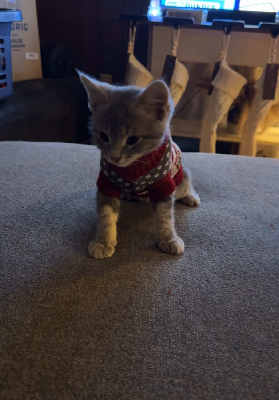 Got our kitten a Christmas sweater and it paralyzed him.  #catsoftiktok #kittensoftiktok #funnycat #funnyanimals #funnykitten #kittenchristmassweater 