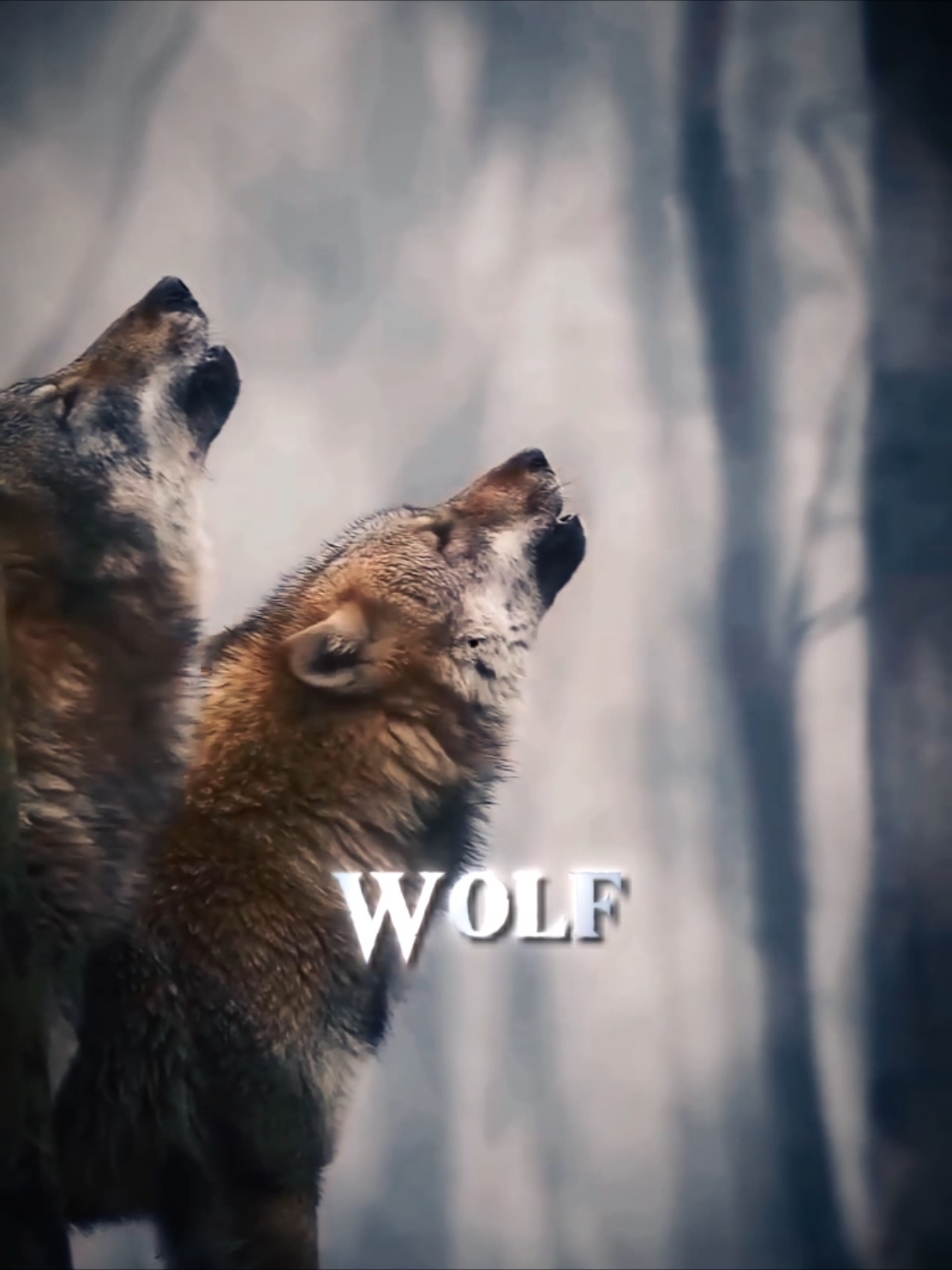 Wolf 🐺💀#animals #fyp #natural #travel #wolf #CapCut 