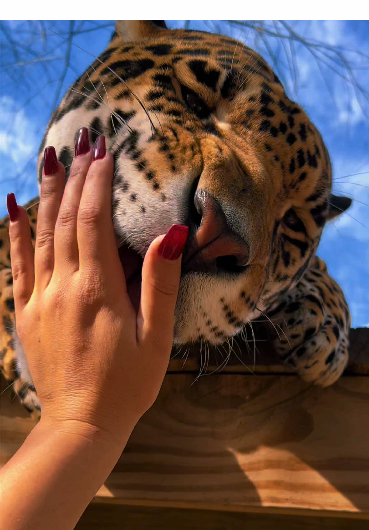 Boops! #NOTpets #jaguar #jag #lion #lions #lioness #hyena #spottedhyena #blackjaguar #blackpanter #boop #boops #boopboopboop #boopthesnoot #animal #animals #fl #florida #fyp 