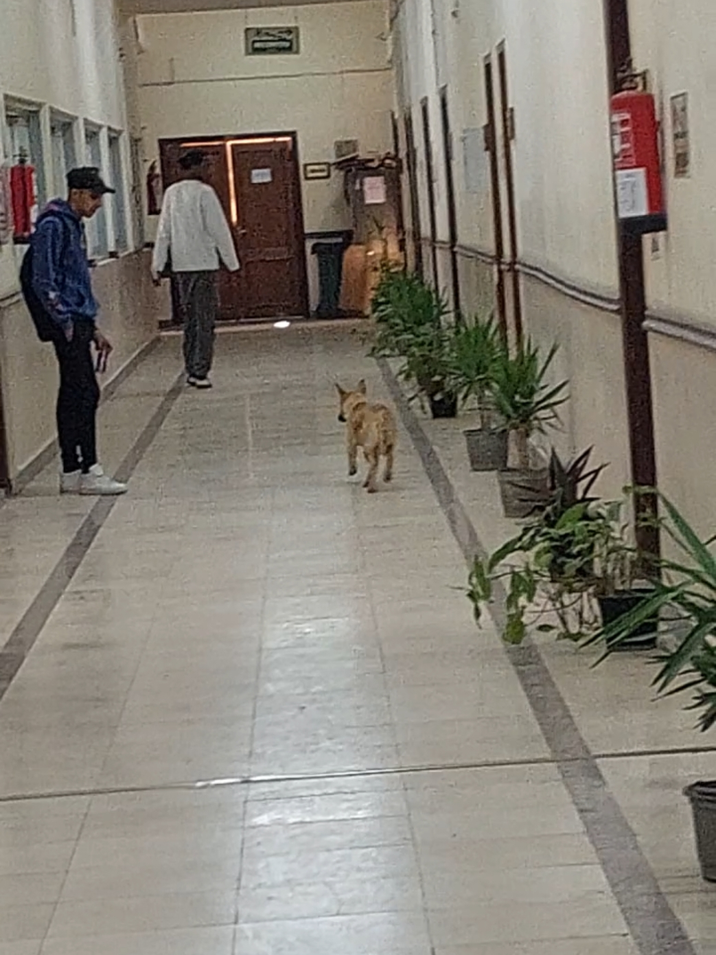 هربان من بيطري . #dogs #medicine #mansoura #facultyofmedicine #medicalschool #dog