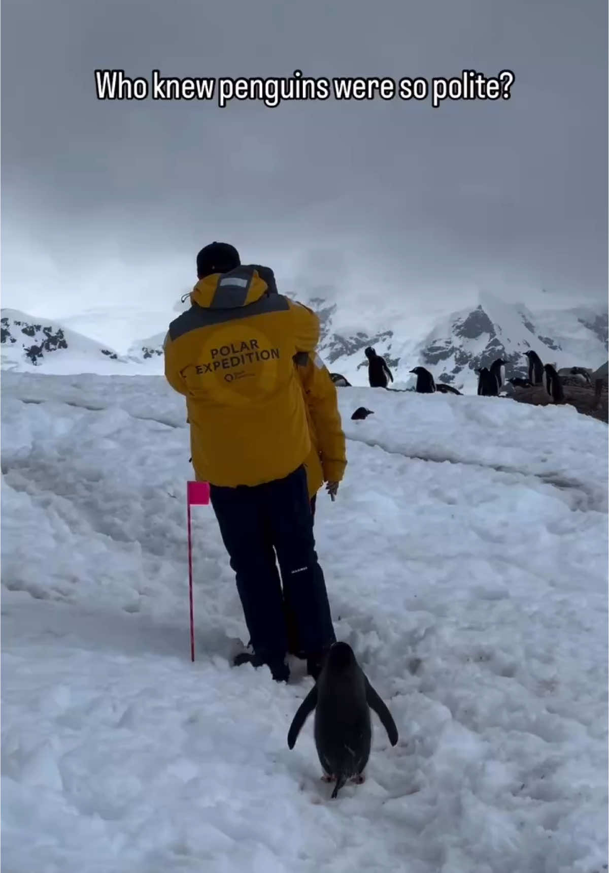 When you’re too nervous to say excuse me and there is traffic on the penguin highway 🥺🐧  Captured on the Antarctic Peninsula.  #nature #naturephotography #antarctica #penguin #gentoopenguin #penguins #adventure #getoutside #travel #travelgram #cuteanimals #sillyanimals #funnyanimals