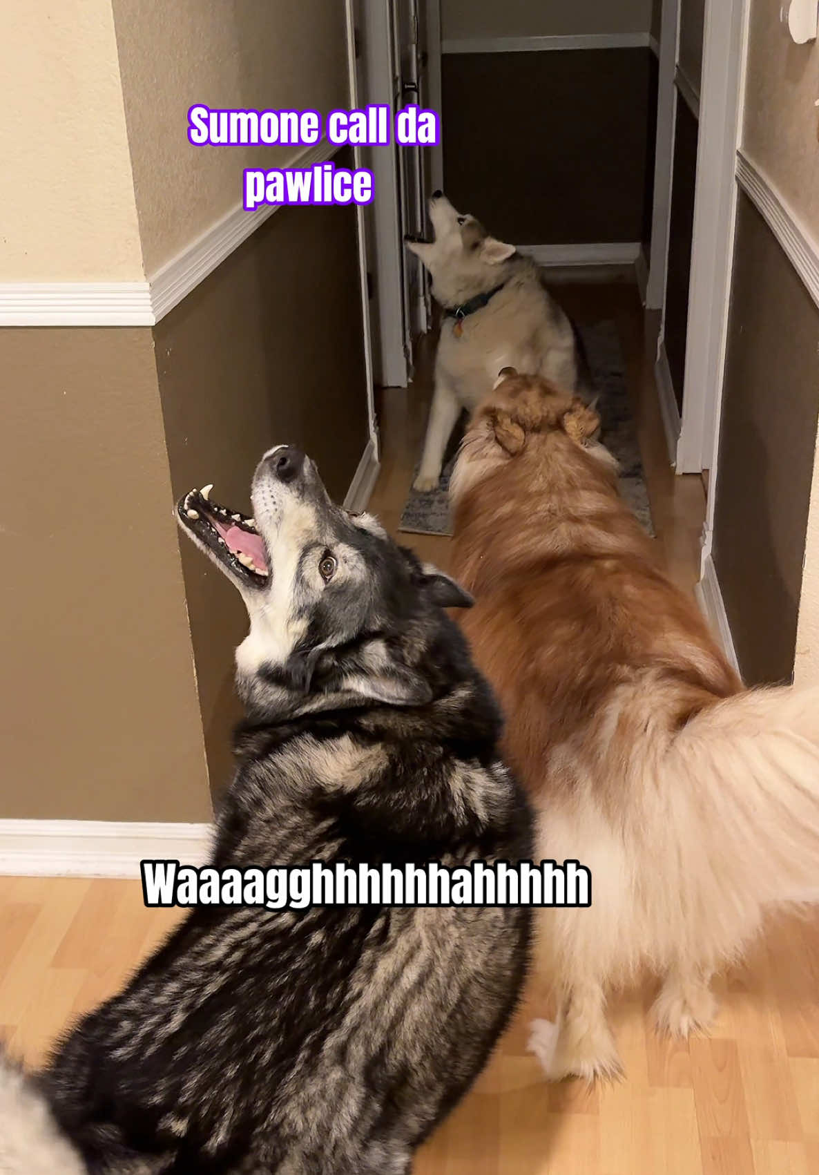 One Look Is ALL It Takes 😅 #dogsoftiktok #husky #huskies #dog #dogsoftiktokviral #huskylife #lol #howling #fyp #lifewithahusky #funnydogs #dogsofttiktok #chaoticenergy #talkingdog #screaming #funnyvideo 