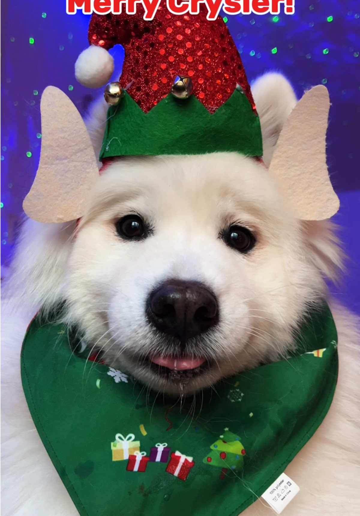 Send this to your Bestie 🎄 #samoyed #puppy #topdog #cutedog #relatable #dog #bestdog #christmas #adventcalendar 