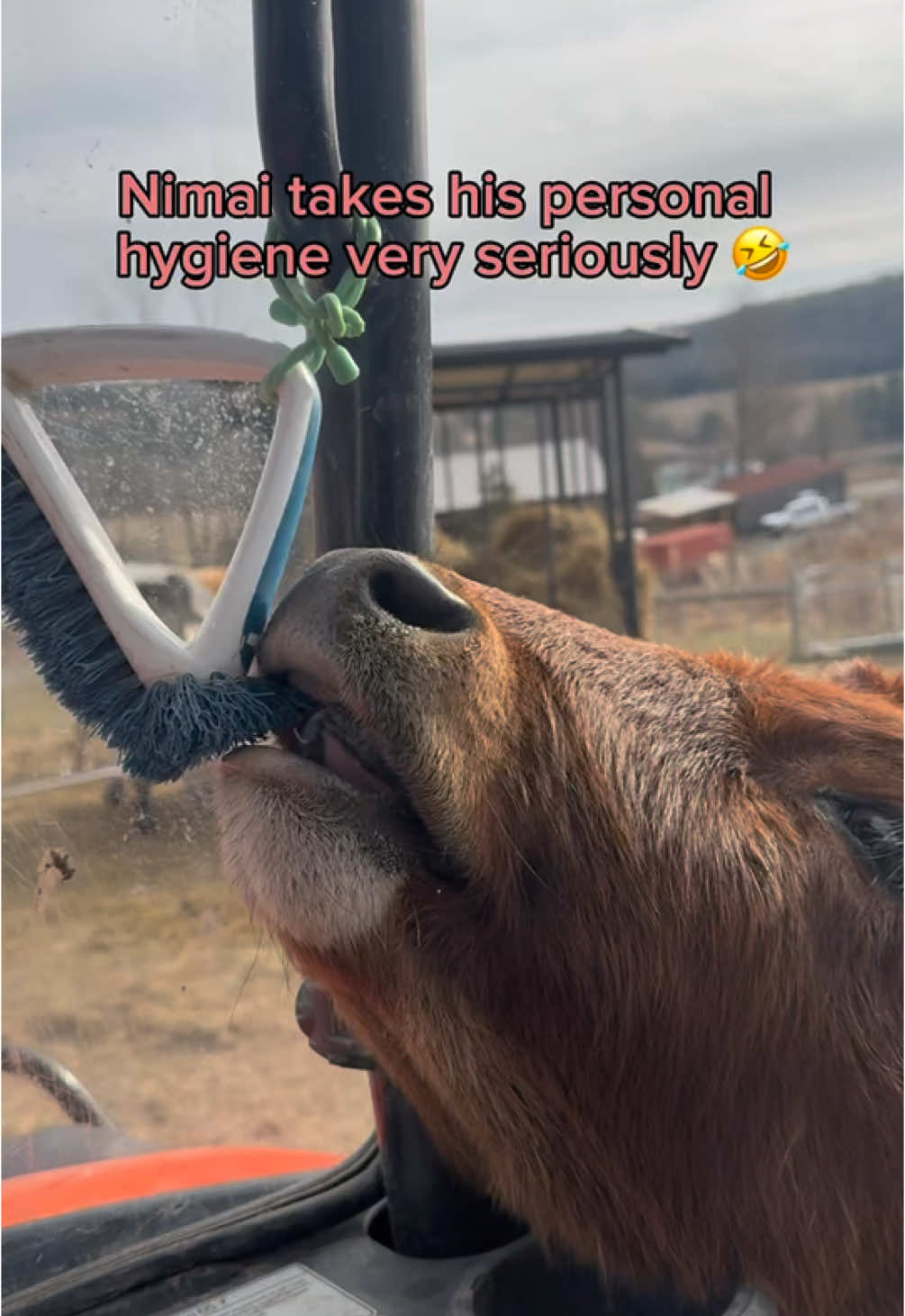 All of the cows are obsessed with Anita the UTV and anything that comes into their paddock on her, including the brushes! We don’t brush the cows’ teeth, but maybe we should start?! 😂  Please leave some love for little Nimai in the comments! He is coming up on his one-year birthday AND rescueversary in less than a month - they were the same day! - and we always want him to know he’s loved beyond belief. 💓 *** *** *** #happycompromisefarm #sanctuarylife #animalsanctuary #animalrescuelife #rescuedandloved #cowstagram #cowlife #cowsofinstagram #sillyanimals #happilyeverafter #friendsnotfood #thegoodlife #secondchances #brushyourteeth #oralhygiene