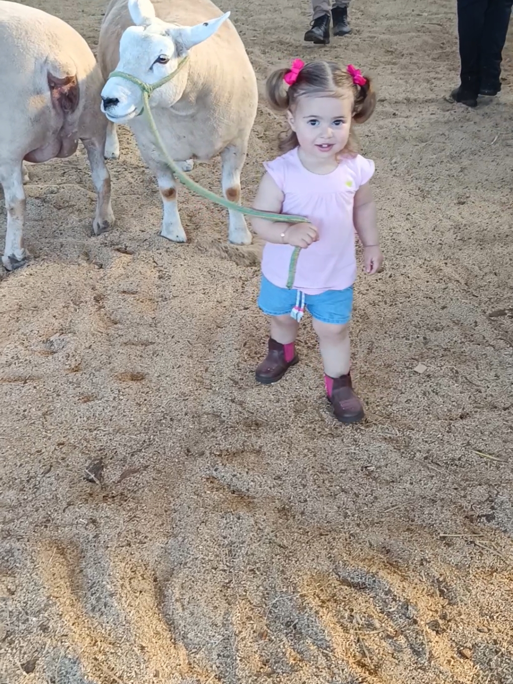 Se com 1 ano tá assim pensa daqui uns anos! minha perfeição minha mini ovelheira haha ❤️❤️  #cowgirl #menina #filha #vaiprofycaramba #paixao #ovelha #criança #fofura #bebes #animais @Fiduma & Jeca 