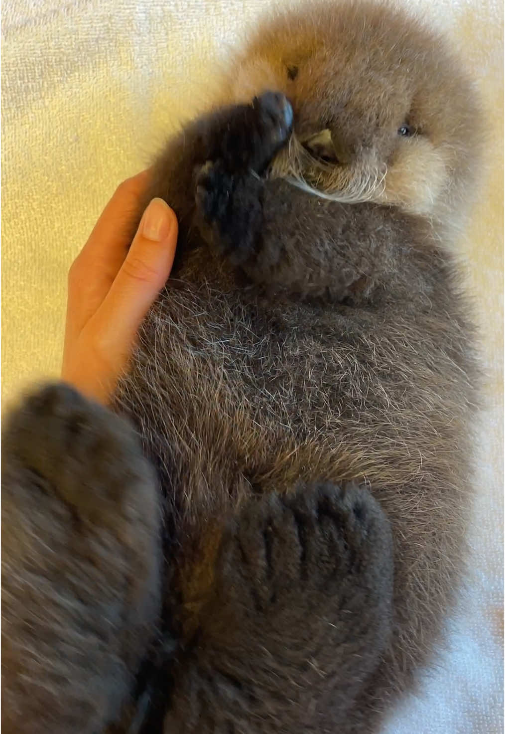 Nothing melts your heart faster than a baby sea otter 🥰 #Luna #babyseaotter #marinemammalrescue #cutebabyanimals 