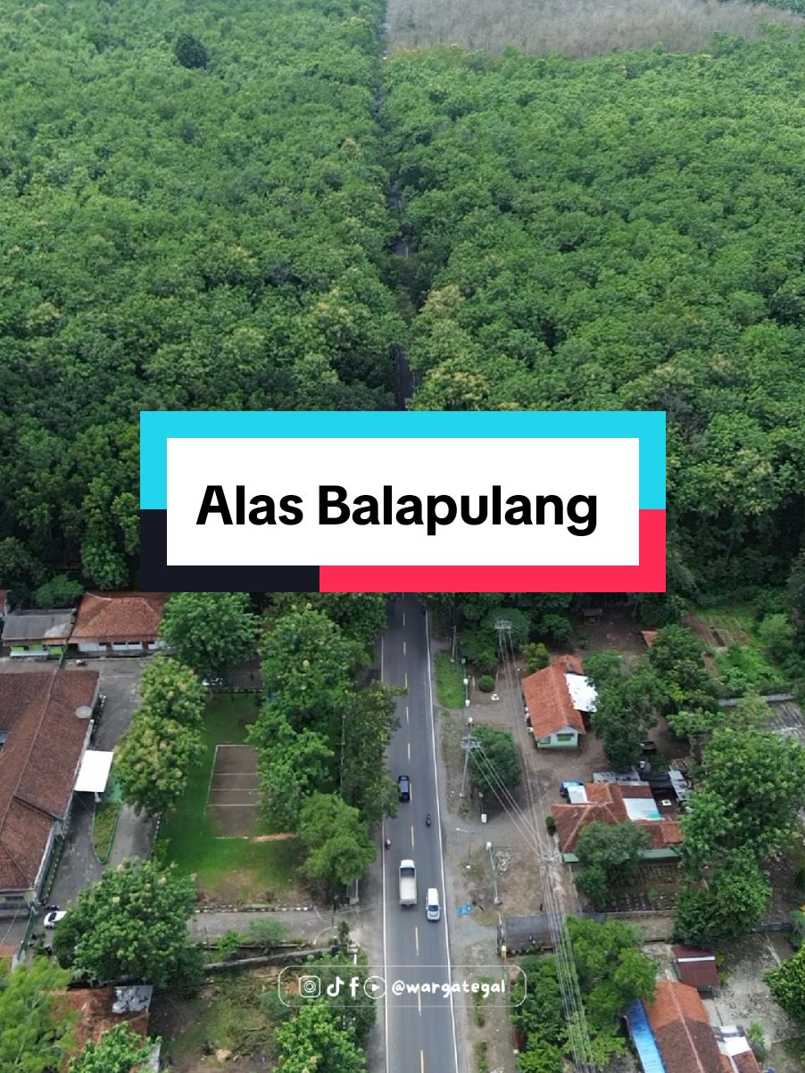 Alasan betah urip ning Tegal apa lik? #balapulang #alasbalapulang #perhutanibalapulang 