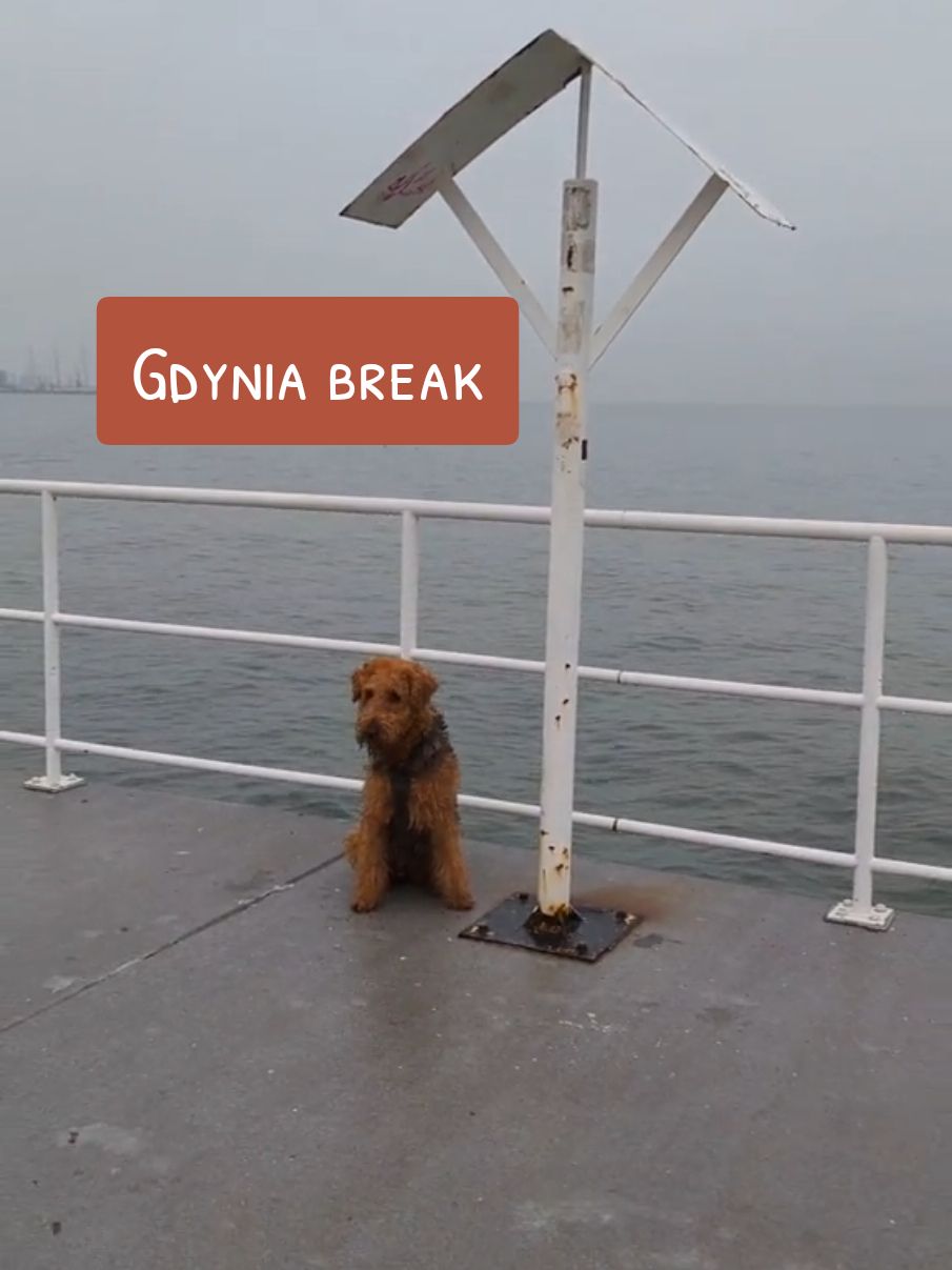 This was a nice getaway break visiting Gdynia, Gdansk and Sopot in winter time. Day 2 🤍🩶🖤 #airedaleterrier #dogsoftiktok #travelwithdog #wintertravel #gdynia